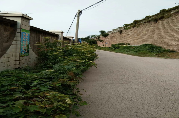 除草刷墻灑汗水，苗圃外貌換新顏